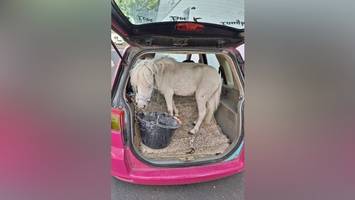 pferd auf rückbank: polizei stoppt mit pony beladenes auto