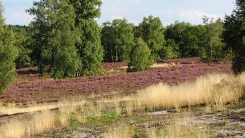 Rätselhafte Vorfälle: Warum immer wieder die Fischbeker Heide?