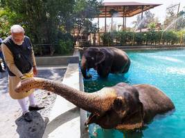 indischer zoo vantara: gericht wäscht megazoo rein