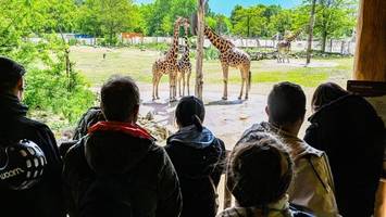 maul- und klauenseuche bringt den tierpark weiter unter druck