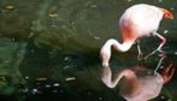 An der Grenze freigelassen: Flamingo vom Titisee schon bei Artgenossen?