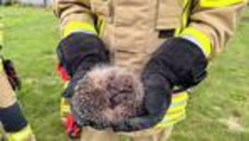 Tierrettung: Kleiner Igel steckt fest – Passanten rufen Feuerwehr