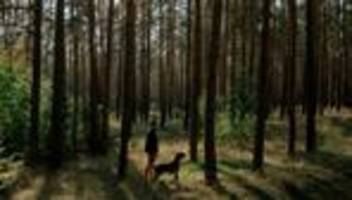 Jagd in Brandenburg: Wo isser, der Wolf?