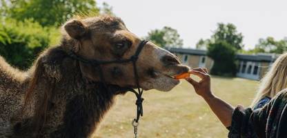 Therapie mit Tieren: Heiler auf vier Beinen