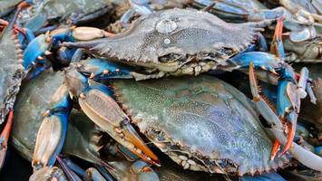 Invasion am Strand: Blaukrabben verjagen Italien-Urlauber