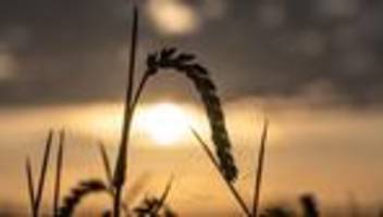 agrar: bauern fahren gute ernte ein - und sinkende preise