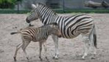 Tiere: Ozzy, Carlos und Taio - Nachwuchs im Tierpark Hagenbeck