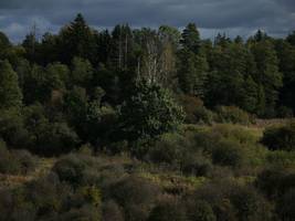 polens ostgrenze: wildnis als verteidigung