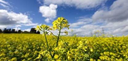 Wetter in Deutschland: Hoch »Oldenburgia« bringt den Sommer zurück