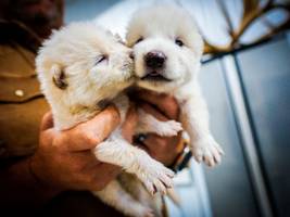 Biotechnologie: Der Zoo der gentechnisch veränderten Tiere wächst