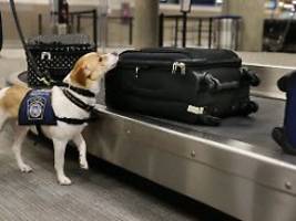 Am Flughafen in Florida: Zollbeamte entdecken Knochen und Schädel in Koffer