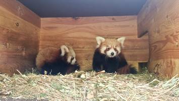 rote panda-babys haben namen – sie erinnern an union-spieler