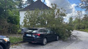 Pilzbefall bei Kastanien: Werden die Bäume jetzt zur Gefahr?