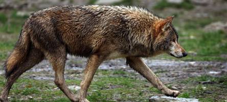 Nach drei Wolfsrissen in der Rhön: Warum die Tiere wohl nicht geschossen werden dürfen