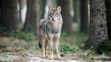 7 kuriose Spitznamen für den Wolf – und was sie bedeuten