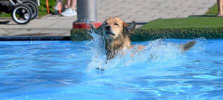 Im Video: So süß plantschten die Hunde im Plärrerbad