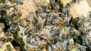 neue studie: bienen und menschen teilen gene für sozialverhalten