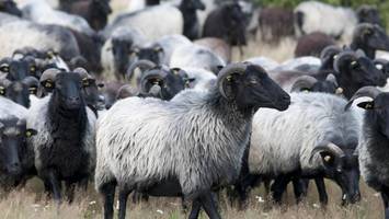 Bestes Comeback: Wie ein Schäferhof seine Schnucken wieder feiert