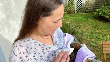 Geschundene Igel: Diese Frau holt die Tiere zurück ins Leben