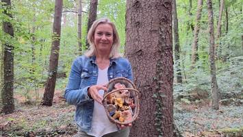 Pilz-Apps im Test: Wie zuverlässig ist die Handy-KI im Wald?