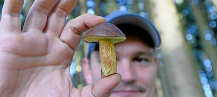 „Der eine ist essbar, der andere tödlich giftig“ – im Wald mit einem „Pilzfluencer“