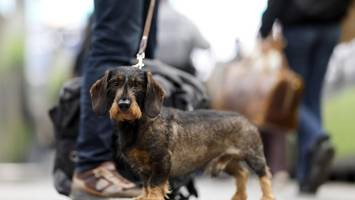 Viel teurer als Hamburg: Hundesteuer in Pinneberg steigt drastisch
