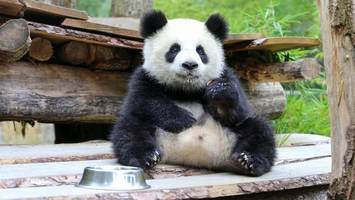 So sehr unterscheiden sich die Panda-Zwillinge Leni und Lotti