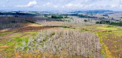 Waldverlust: Satellitendaten zeigen massive Schäden in deutschen Wäldern