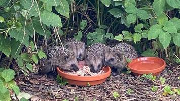 igel-nachwuchs im garten: wie sich menschen richtig verhalten