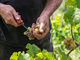 Krise im Weinbau: Viele Winzer geben auf