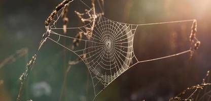 Arachnophobie: So halten Sie Spinnen von Ihrem Schlafzimmer fern