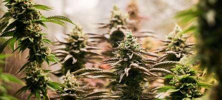 Weniger Fälle, mehr Verwirrung: Diese Schwächen sehen Augsburger Ermittler beim Cannabis-Gesetz