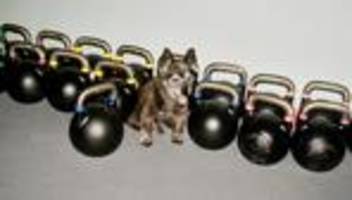 Intelligenz vom Hund: Ist mein Hund hochbegabt?