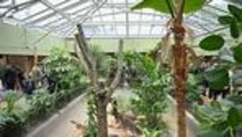 zoo leipzig: sieben junge komodowarane locken ins sanierte zoo-terrarium