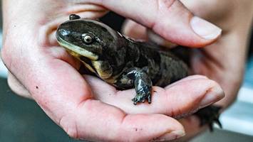 Wie Forscher das Geheimnis des Tigersalamanders entschlüsseln