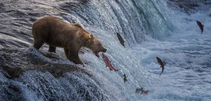 Fat Bear Week: In Alaska suchen sie den Dicksten unter den Dicken