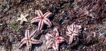 Ostsee: Meerestiere besiedeln Weltkriegsmunition