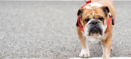 Lewis Hamilton und sein geliebter Hund – Beten für Roscoe