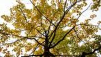 Herbstwetter: Bis zu 20 Grad: Etwas mildere Temperaturen in Hessen