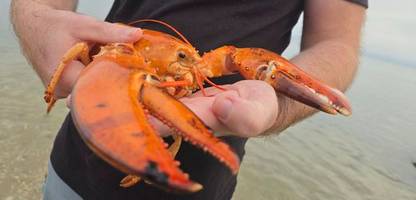 usa: rettung von seltenem orangefarbenem hummer aus supermarkt
