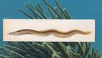 europäischer aal : der unbezähmbare