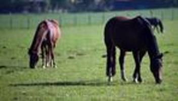 tiere: pferd springt aus fahrendem anhänger auf autobahn und stirbt