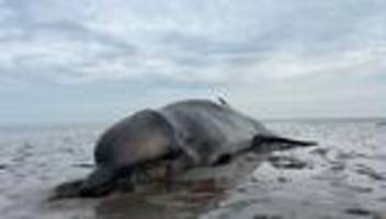 wale in der nordsee: toter schnabelwal auf sylt: untersuchungen dauern an