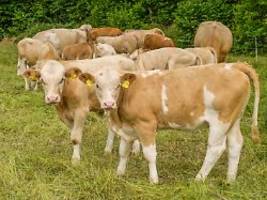 Landwirte stecken in der Krise: Immer weniger Rinder treiben Fleischpreise auf Rekordhöhe