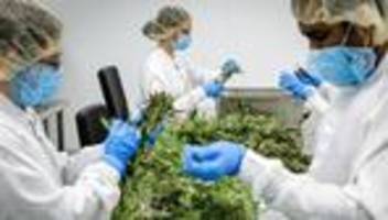 Cannabislegalisierung: Deutschland braucht mehr legales Gras
