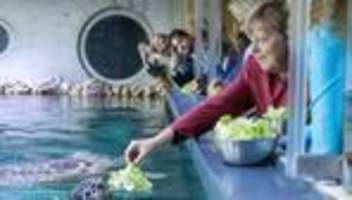 ehemaliger wahlkreis: schildkröten füttern und ein appell - merkel in stralsund