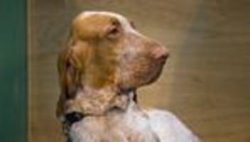 Geschichte des Hundes: Hat hier jemand dicker Hund gesagt?