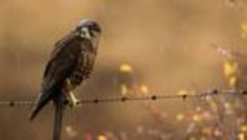 weltweite abstimmung: flitzer mit krone: karearea ist neuseelands vogel des jahres