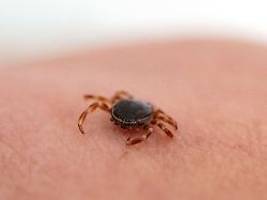 Krim-Kongo-Erreger in Europa: Wie groß ist die Virus-Gefahr für Deutschland?