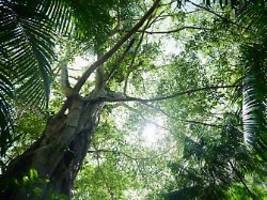 Wachstumsförderung und Bedrohung: Mehr CO2 lässt Bäume am Amazonas immer größer werden